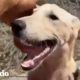 Perro elige al hombre perfecto para que lo rescate I El Dodo