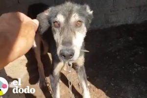 Perro encadenado toda su vida es liberado | El Dodo