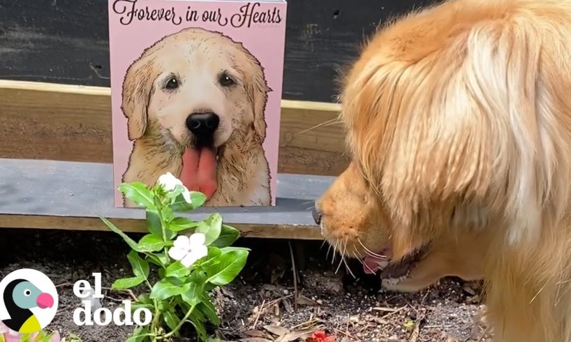 Perro hace la cosa más dulce para recordar a su hermana mayor I El Dodo