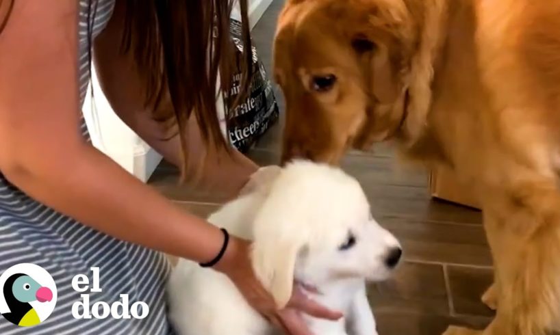 Perro le enseña a su hermano menor cómo subir los escalones | El Dodo