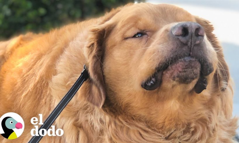 Perro obeso cambia drásticamente luego de perder peso | El Dodo