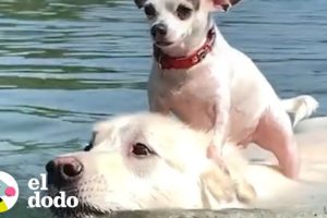 Perro pequeño le encanta andar sobre su mejor amigo | El Dodo