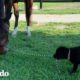 Perro piensa que es un caballo | El Dodo