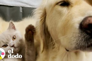 Perro supera su ansiedad con la ayuda de su hermano gatito | El Dodo