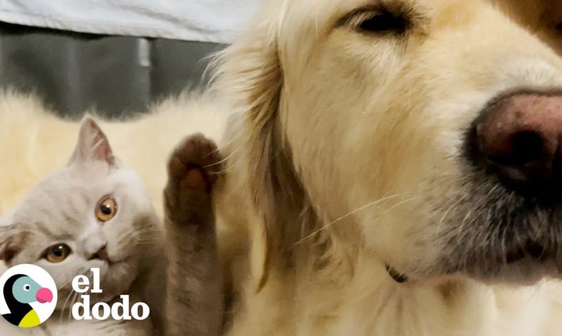 Perro supera su ansiedad con la ayuda de su hermano gatito | El Dodo