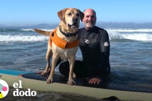 Perro surfista no puede controlar su emoción al llegar a la playa | El Dodo