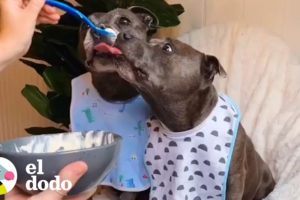 Perros hermanos aman los masajes y la comida casera | El Dodo