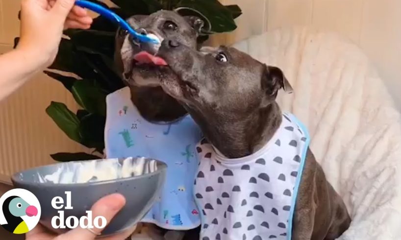 Perros hermanos aman los masajes y la comida casera | El Dodo