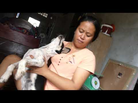 Pets and Animals Cambodia ,Cambodia Animals and Pets,Dogs and Cats Khmer,Cambodia dogs and Cats,