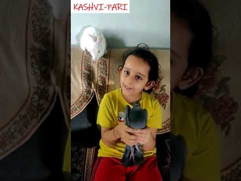 Playing with animals(Rabbit and pigeon)