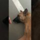 Playing with my hostel dog | dogs playing video| dogs funny videos | animals video | Hostel dogs |