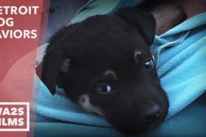Puppy Acting Strange Helps DAWG Rescue & Save Mama From Garbage - Hope For Dogs | My DoDo