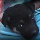 Puppy Acting Strange Helps DAWG Rescue & Save Mama From Garbage - Hope For Dogs | My DoDo