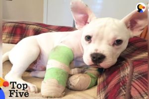 Puppy With Deformed Elbows Gets A Second Chance + Other Puppy Rescues | The Dodo Top 5