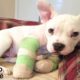 Puppy With Deformed Elbows Gets A Second Chance + Other Puppy Rescues | The Dodo Top 5