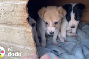 Rescate de tres perritos abandonados en una caja son rescatados | El Dodo