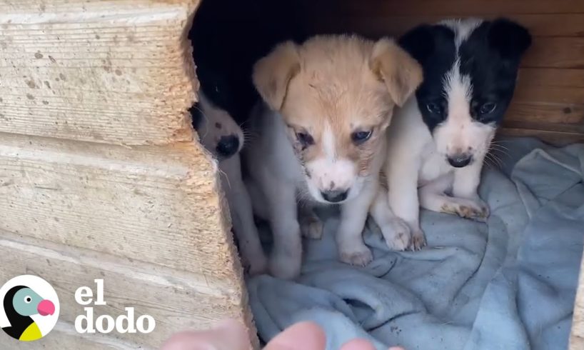 Rescate de tres perritos abandonados en una caja son rescatados | El Dodo