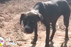 Rescatistas están determinados a salvar a esta perrita callejera I El Dodo