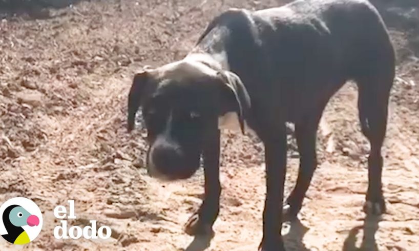 Rescatistas están determinados a salvar a esta perrita callejera I El Dodo