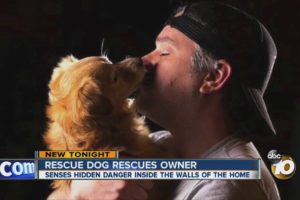 Rescue dog rescues owner