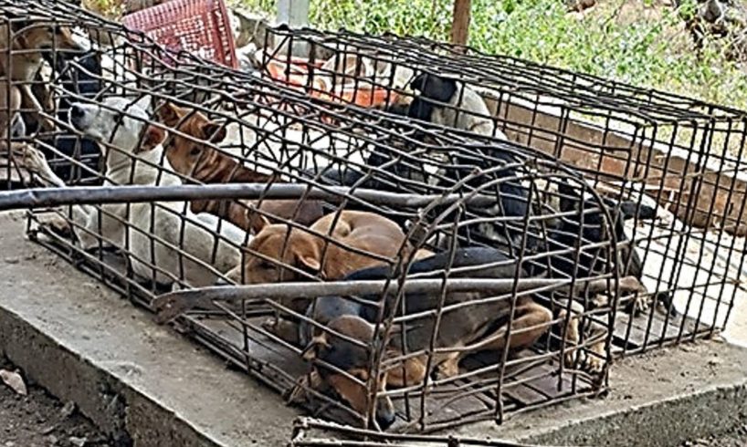 Rescues 7 Dogs From Huge Slaughterhouse Will Make Warm Your Heart By Hero Man