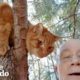 Retired Guy Rescues Over 700 Cats From Trees | The Dodo Heroes