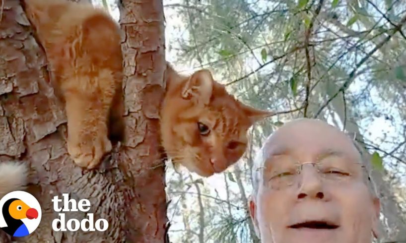 Retired Guy Rescues Over 700 Cats From Trees | The Dodo Heroes