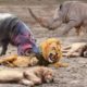 Rhino Vs Hippo || Big Battle Craziest Of Rhino vs Wild Animal - Lion, Leopard, Elephant, Hyenas ...