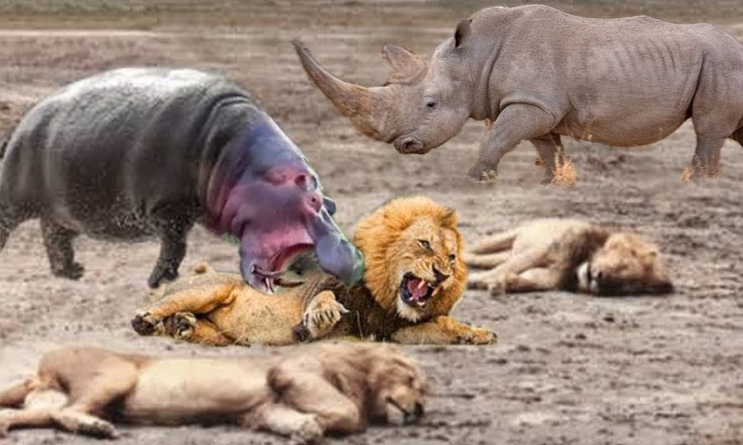 Rhino Vs Hippo || Big Battle Craziest Of Rhino vs Wild Animal - Lion, Leopard, Elephant, Hyenas ...