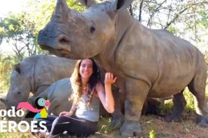 Rinocerontes bebés se acurrucan con su rescatista y su gato como cachorros I El Dodo