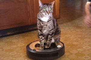 Roomba Animals! Funny Videos of Pets and Roombas ??
