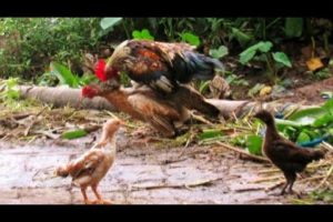 Rooster play with Chicken  - Rooster love with Chicks  -Aseel Murgha - Animals videos - murga chicks