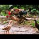 Rooster play with Chicken  - Rooster love with Chicks  -Aseel Murgha - Animals videos - murga chicks