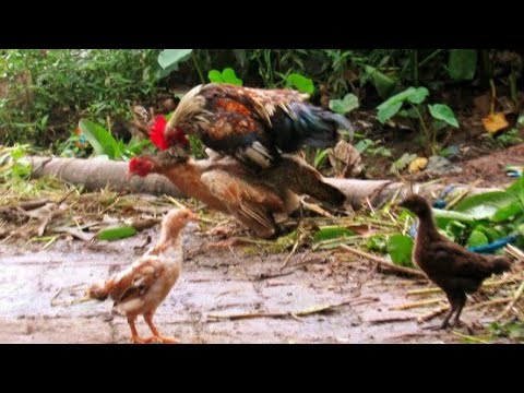 Rooster play with Chicken  - Rooster love with Chicks  -Aseel Murgha - Animals videos - murga chicks