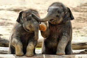 SOO CUTE Baby Elephant Videos Compilation -  Cutest Baby animals