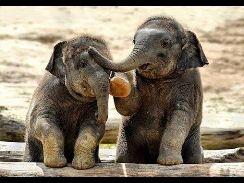 SOO CUTE Baby Elephant Videos Compilation -  Cutest Baby animals