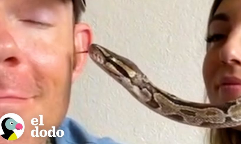 Serpiente abandonada es rescatada y logra recuperarse | El Dodo