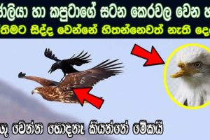 Sinhala Motivational video 2021 | Eagle and crow fight story sinhala | Animal fights 2021| Rata wata