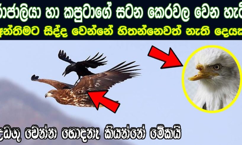 Sinhala Motivational video 2021 | Eagle and crow fight story sinhala | Animal fights 2021| Rata wata