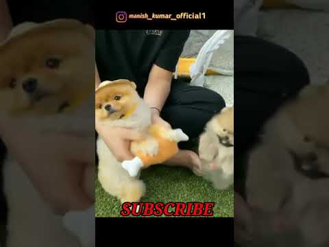 Smart and cute puppies video | cute animals video | #short #cuteseries #pets #puppies #dog #animals