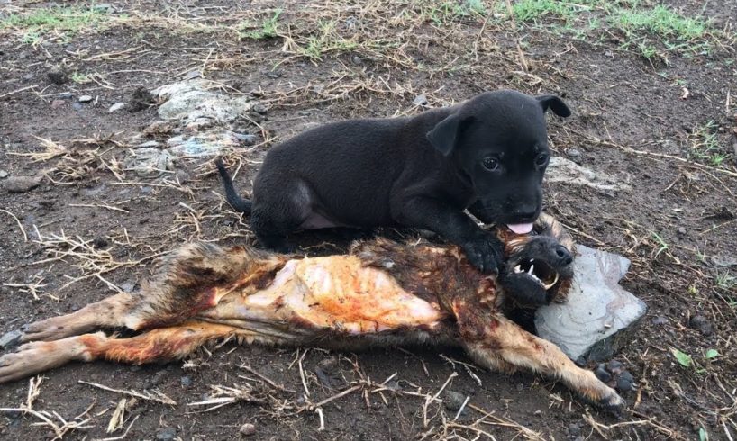 Smart dog rescues a puppy??Dogs are so helpful ?❤️#doglover #dogoftikok #helpfuldog #petoftiktok