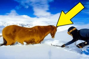 Snowboarder Rescues A Snow-Trapped Horse