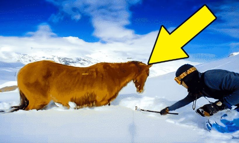 Snowboarder Rescues A Snow-Trapped Horse