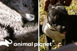 Some Of The Toughest Rescues | Pit Bulls & Parolees | Compilation