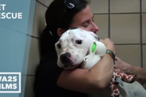 Starving Chained Pit Bull Gets REAL Love For First Time - Hope For Dogs | My DoDo