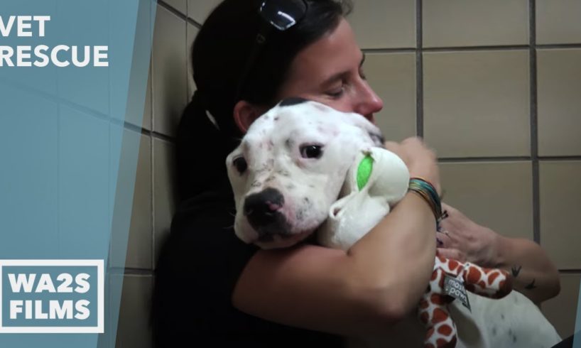 Starving Chained Pit Bull Gets REAL Love For First Time - Hope For Dogs | My DoDo