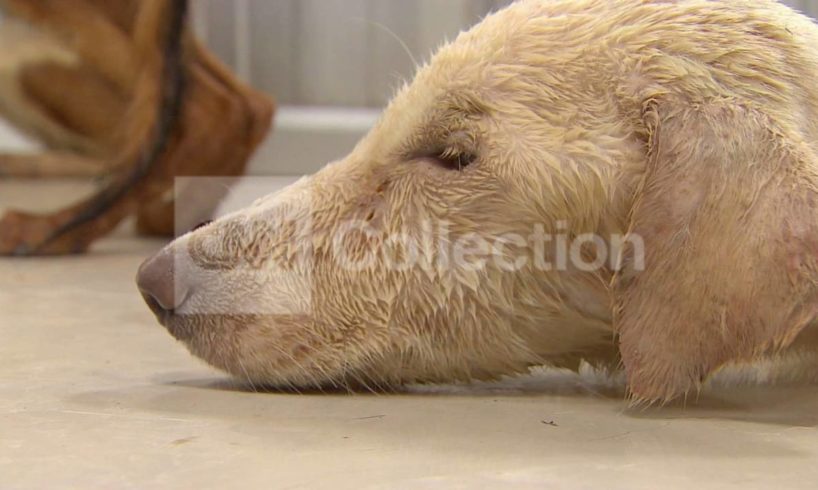 THAILAND:DOG MEAT TRADE DOG RESCUES (GRAPHIC)