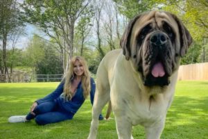 THE ENGLISH MASTIFF - THE WORLD’S HEAVIEST DOG