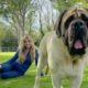 THE ENGLISH MASTIFF - THE WORLD’S HEAVIEST DOG