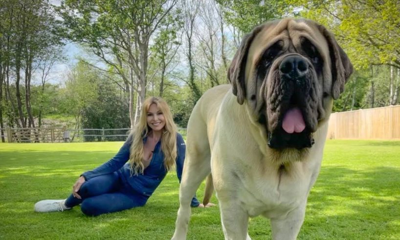 THE ENGLISH MASTIFF - THE WORLD’S HEAVIEST DOG